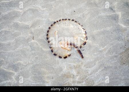 Bussola Jellyfish Chrysaora hyoscella, costa occidentale di Donegal, Irlanda Foto Stock