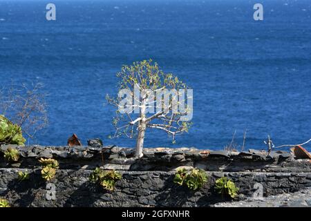 Muro piante su una rovina sul lungomare tra 'Reis Magos' 'Canizo de Baixo', Madeira, Portogallo Foto Stock