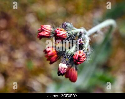 Primo piano dei germogli di fiori rossi pronti ad aprirsi su una pianta di vernice diavoli. Foto Stock