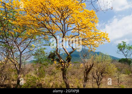 Alberi e vulcano Maderas sull'isola di Ometepe, Nicaragua Foto Stock