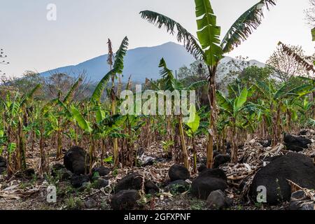 Cerotto di piante di banana sull'isola di Ometepe, Nicaragua Foto Stock