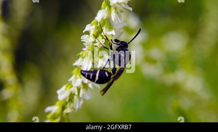 Primo piano di una vespa vasaio che raccoglie nettare dai fiori bianchi su una pianta dolce-trifoglio che cresce in un prato. Foto Stock