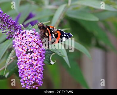 Una farfalla dell'Ammiraglio Rosso, Vanessa atalanta, con ali parzialmente aperte che si aggirano su un cespuglio di Buddleia in un giardino a Hellesdon, Norfolk, Inghilterra, Regno Unito. Foto Stock