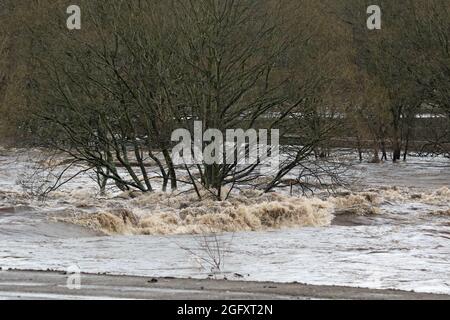 Immagini di alluvione dal fiume Calder Foto Stock