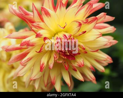 Bel fiore giallo e rosso semi-cactus Dahlia Foto Stock