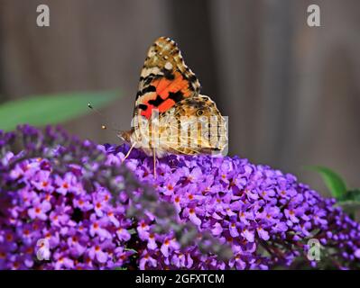 Una farfalla dipinta della signora, Vanessa cardui, con ali chiuse che si accerchiano su un cespuglio buddista in un giardino a Hellesdon, Norfolk, Inghilterra, Regno Unito. Foto Stock