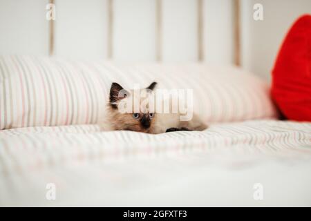 Carino gattino bianco con le orecchie nere è strappato in su in un letto bianco mentre tenta di dormire Foto Stock