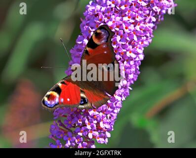 Una farfalla di Peacock, Nymphalis io, con ali aperte che si aggettano su un cespuglio di Buddleia in un giardino a Hellesdon, Norfolk, Inghilterra, Regno Unito. Foto Stock