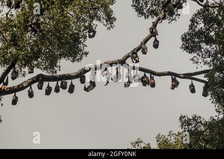 Pipistrelli di frutta volanti nei Giardini Botanici reali vicino a Kandy, Sri Lanka Foto Stock