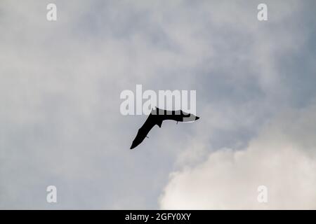 Pipistrello di frutta volando volpe in Royal Botanic Gardens vicino Kandy, Sri Lanka Foto Stock