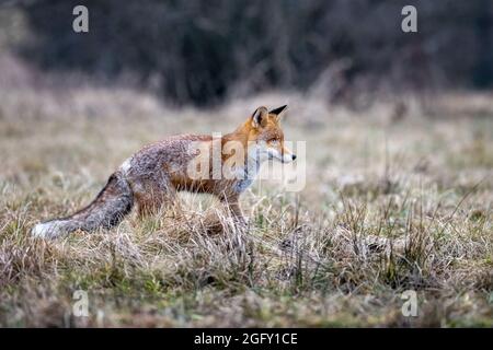 Una volpe rossa caccia i fagiani in un prato. Foto Stock