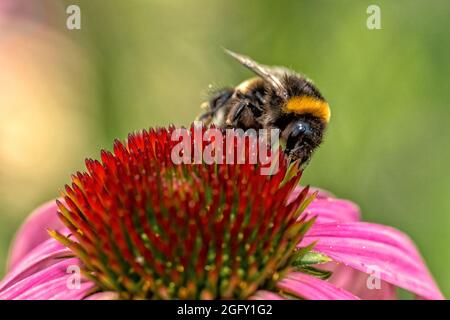 Un bumblebee su un fiore raccoglie il polline. Foto Stock
