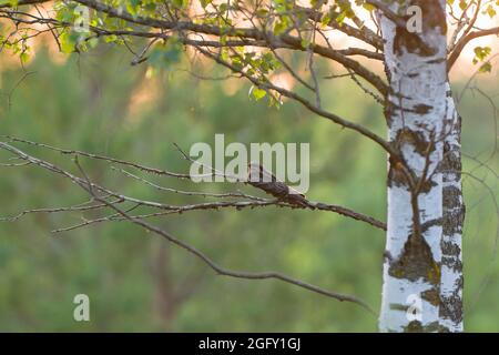 Incubo europeo / incubo eurasiatico (Caprimulgus europaeus) che riposa su ramo di albero nella foresta Foto Stock