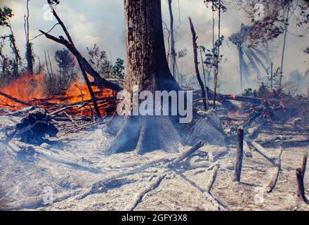 Fiamme e calore, dettaglio della foresta pluviale amazzonica che brucia, degrado ambientale causato dalla deforestazione. Foto Stock