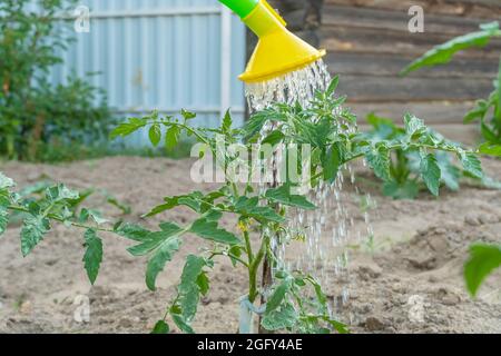 Annaffiatura piante di pomodoro verde in giardino con una lattina di annaffiatura in una giornata estiva primo piano con spazio copia Foto Stock