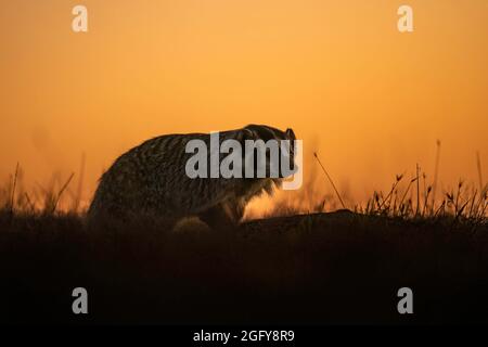 Badger Foto Stock