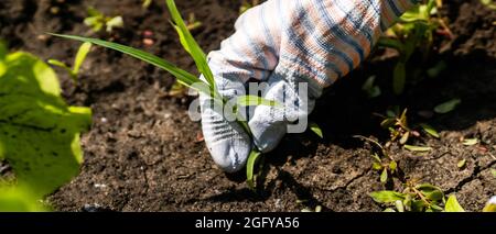 Il giardiniere prepara il terreno nero per piantare nuove piantine in primavera. Foto Stock