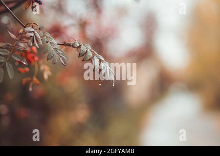 Rami di Rowan con foglie di arancio brillante nel giorno di pioggia d'autunno. Natura autunnale. Messa a fuoco selettiva. Foto Stock