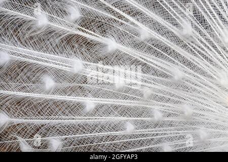 Parte di coda aperta di pavone bianco. Sfondo astratto naturale, texture. Primo piano. Messa a fuoco selettiva. Foto Stock