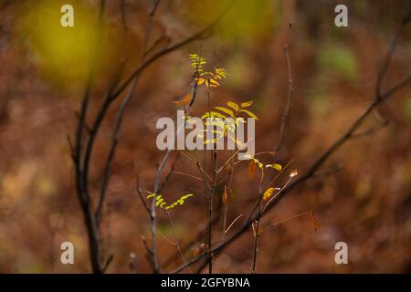 Rami di Rowan con foglie di arancio brillante nel giorno di pioggia d'autunno. Natura autunnale. Messa a fuoco selettiva. Foto Stock