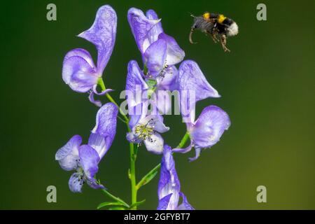 Bombus terrestris, Bumblebee dalla coda di Buff che vola Aconitum napellus, Monkshood, Aconite, Wolf's Bane Foto Stock