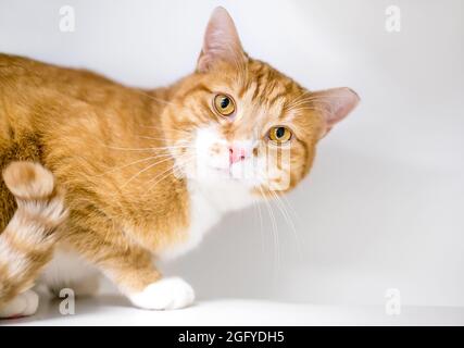 Un gatto shorthair tabby arancione con l'orecchio sinistro capovolto, che indica che è stato neutrizzato e vaccinato come parte di un programma di ritorno Trap neuter Foto Stock