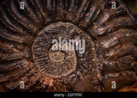 Antico Ammon fossile nella roccia Foto Stock