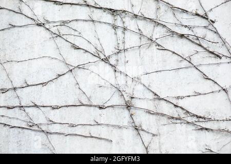 Ivy crescente su un muro, colori autunnali, sfondo, stagione Foto Stock