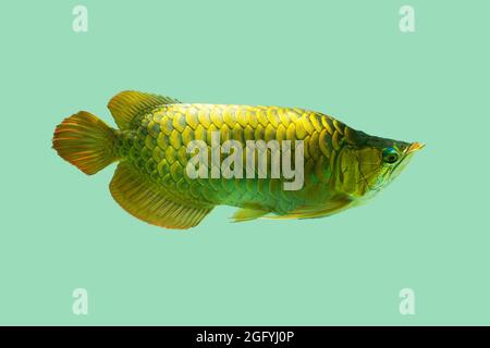 L'arowana asiatica, pesce drago (Scleropages formosus) su fondo blu isolato. Il crossback d'oro, il malese blu, è pesce d'acqua dolce originario di Penin Foto Stock