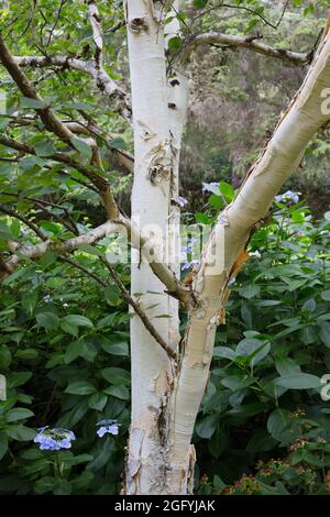 Betula utilis var. Jacquemontii - albero di betulla Himalayana a fiancate bianche, da vicino. Foto Stock