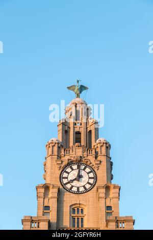 Uno dei due uccelli del fegato arroccato sopra una torre dell'orologio sul Royal Liver Building di Liverpool al tramonto nell'agosto 2021. Foto Stock