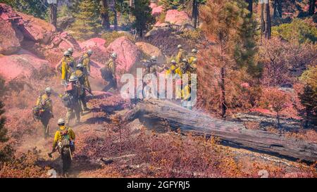 U.S. Department of Agriculture (USDA) Forest Service (FS) Wildand Firefighting Technician fare più strada lungo un percorso in cui Cedar Fire operazioni hanno eseguito un'applicazione aerea di ritardante di fuoco su Black Mountain nella Sequoia National Forest, nei pressi di alta Sierra, CA, martedì 23 agosto, 2016. Un vigile del fuoco lavora per spegnere un fuoco che brucia all'interno di un grande albero caduto. USDA Foto di Lance Cheung. Per maggiori informazioni si prega di consultare: www.usda.gov www.fs.fed.us @usda @forestservice Video su wildland antincendio https://youtu.be/QxJFIfkOQLY Foto Stock