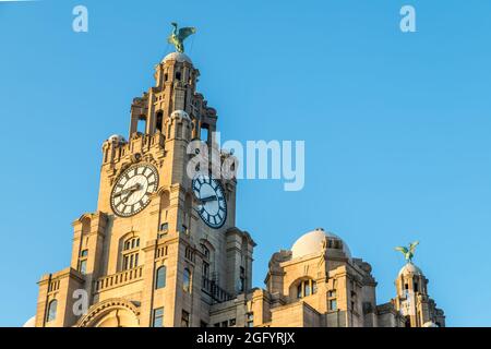 I due uccelli del fegato arroccati sul Royal Liver Building sullo skyline di Liverpool catturati in luce dorata nell'agosto 2021 quando il sole comincia a tramontare. Foto Stock