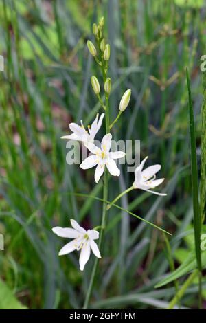 Giglio di San Bernardo, Traubige Graslilie, Anthericum liliago, fürtös homokliliom, Ungheria, Magyarország, Europa Foto Stock