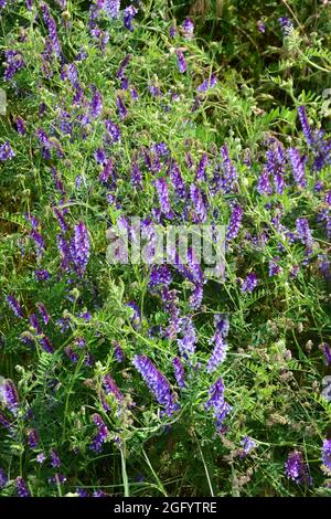 vecchietto tufted, vecchietto vaccino, vecchietto uccello, vecchietto blu, vecchietto boreale, Vogel-Wicke, Vicia cracca, kaszanyűg bükköny, Ungheria, Magyarország, Europa Foto Stock