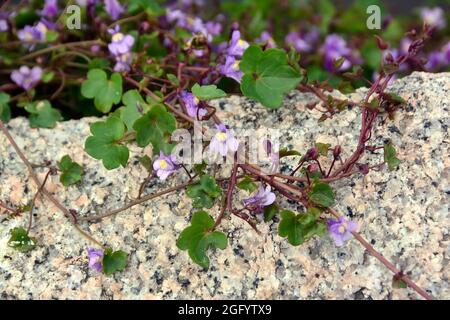 Toflino di lievito d'ivy, edera di Kenilworth, edera di coliseum, pennywort, Zimbelkraut, Cymbalaria muralis, kőfali pintyő, Ungheria, Magyarország, Europa Foto Stock