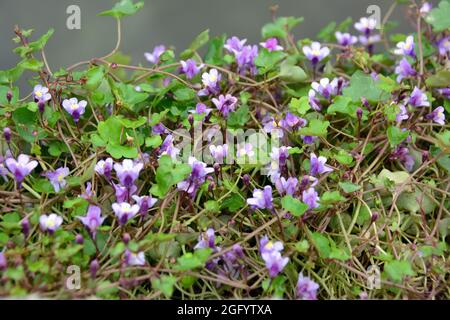 Toflino di lievito d'ivy, edera di Kenilworth, edera di coliseum, pennywort, Zimbelkraut, Cymbalaria muralis, kőfali pintyő, Ungheria, Magyarország, Europa Foto Stock