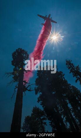 Cedro Fire ritardant è aria caduta su Black Mountain nel Dipartimento dell'Agricoltura degli Stati Uniti (USDA) Forest Service (FS) Sequoia National Forest, vicino alta Sierra, CA, Martedì, Agosto 23, 2016. USDA Foto di Lance Cheung. Per maggiori informazioni si prega di consultare: www.usda.gov www.fs.fed.us @usda @forestservice Video su wildland antincendio https://youtu.be/QxJFIfkOQLY Foto Stock