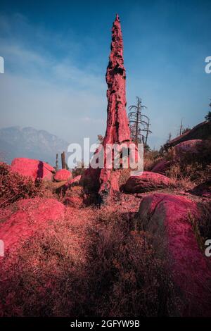 Cedar Fire operazioni includono l'applicazione aerea di ritardante, visto qui su Black Mountain nel Dipartimento dell'Agricoltura degli Stati Uniti (USDA) Forest Service (FS) Sequoia National Forest, vicino alta Sierra, CA, Martedì, Agosto 23, 2016. USDA Foto di Lance Cheung. Per maggiori informazioni si prega di consultare: www.usda.gov www.fs.fed.us @usda @forestservice Video su wildland antincendio https://youtu.be/QxJFIfkOQLY Foto Stock