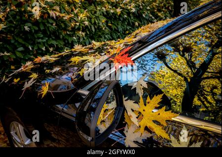 Autunno giallo e rosso lascia sfondo. All'aperto. Immagine colorata a ritroso delle foglie autunnali cadute per uso stagionale. Spazio di copia. Foto Stock