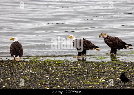 Famiglia americana Bald Eagle a riva, Port Hardy, Vancouver Island, BC, Canada Foto Stock