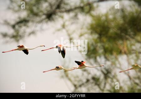 Grandi fenicotteri che volano in Camargue, Francia Foto Stock