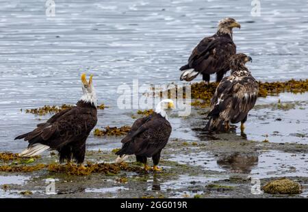 American Bald Eagle, Port Hardy, Vancouver Island, BC, Canada Foto Stock