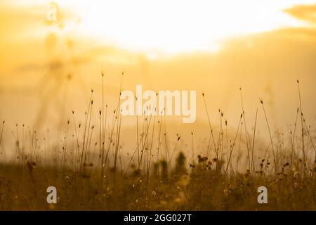 Fuoco morbido di erba e piante selvatiche illuminate da un tramonto dorato. Primavera, stagione estiva, sfondo naturale con spazio copia. Foto Stock