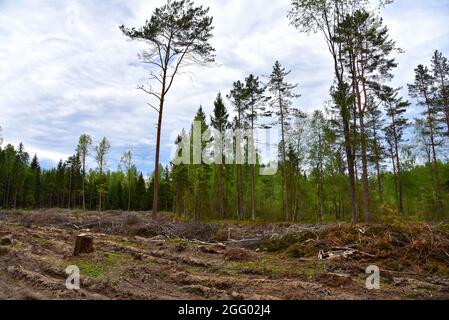 Alberi di spruces abbattuto in foresta. Deforestazione e disboscamento illegale, commercio internazionale di legname illegale. Stump dell'albero vivente abbattuto nelle fores Foto Stock