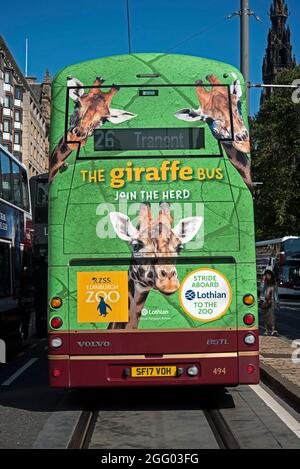 Il Giraffe Bus, lo Zoo di Edimburgo, con giraffe sul retro di un autobus Lothian su Princes Street, Edimburgo, Scozia, Regno Unito. Foto Stock