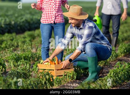 Interessante giovane agricoltore che raccoglie in gabbia di legno pieno di verdure. Due agricoltori che lavorano sul campo. Foto Stock