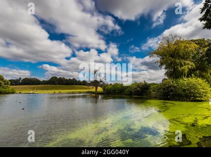 Petworth Park a Petworth House a Petworth, West Sussex, Regno Unito Foto Stock