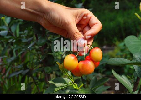Frutta gustosa. Ciliegie mature presentate in mano. Foto Stock