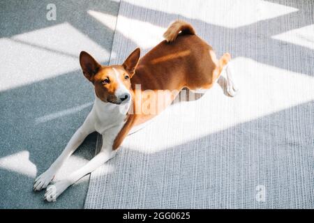 Basenji cane sdraiato su un pavimento in luce del sole a casa... Foto Stock